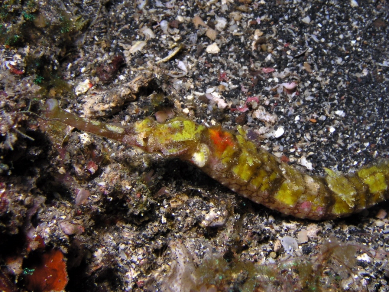 Winged Pipefish